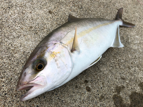 ショゴの釣果