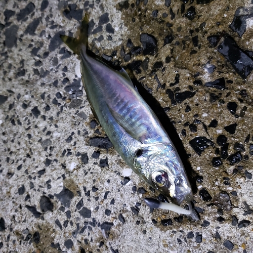 マアジの釣果