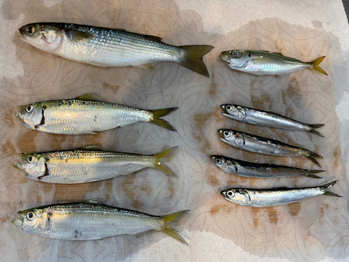 イワシの釣果