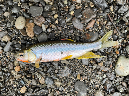 カワムツの釣果