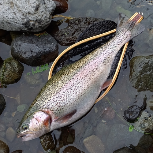 ニジマスの釣果