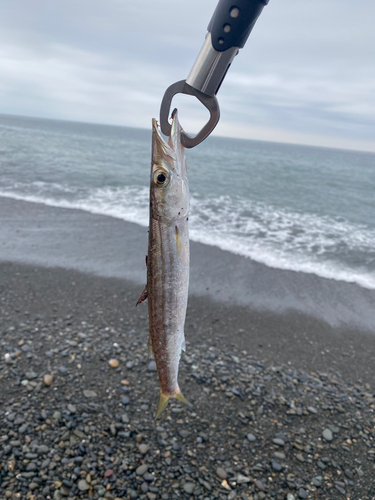 カマスの釣果