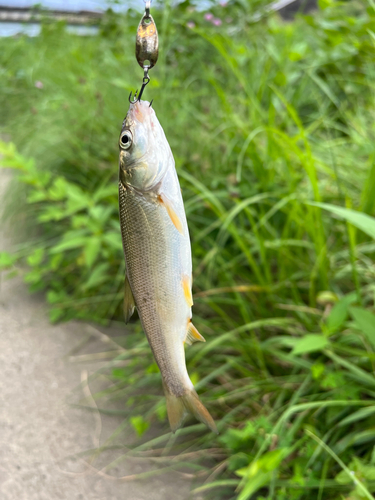 ウグイの釣果