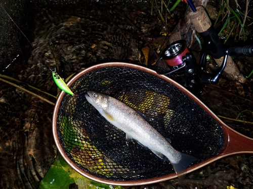 イワナの釣果