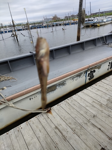 マハゼの釣果