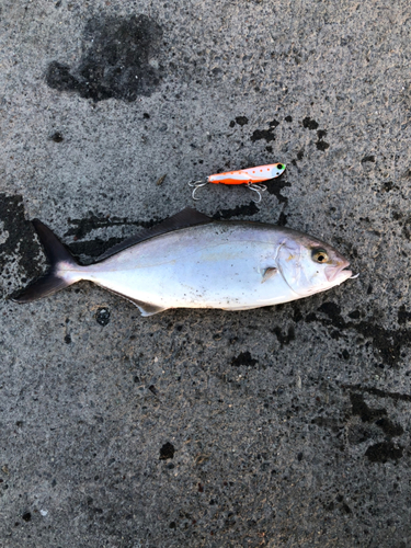 ショゴの釣果