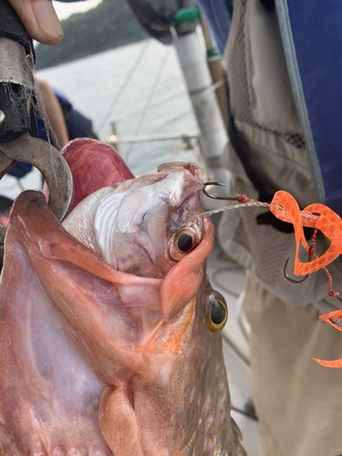 アコウの釣果