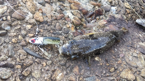 クサフグの釣果