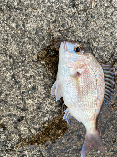 チャリコの釣果