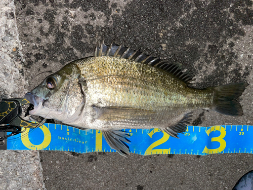 ミナミクロダイの釣果