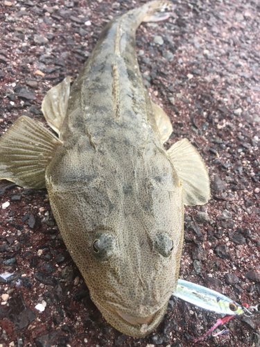 マゴチの釣果