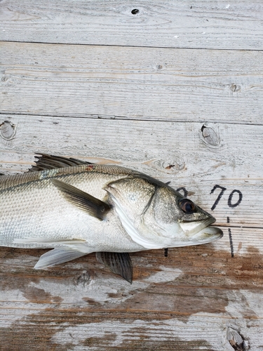 シーバスの釣果