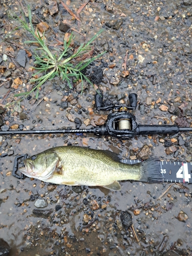 ブラックバスの釣果