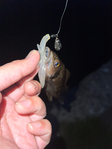 エゾメバルの釣果