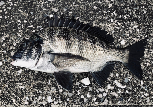 チヌの釣果