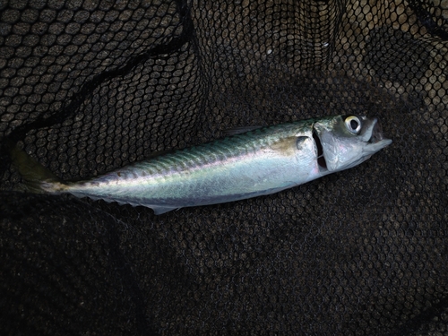 マサバの釣果