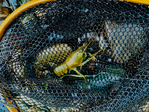 エビの釣果