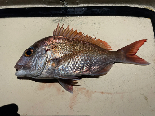 マダイの釣果