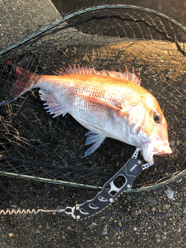 タイの釣果