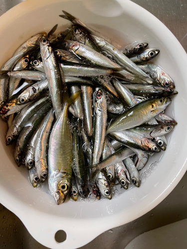 カタクチイワシの釣果