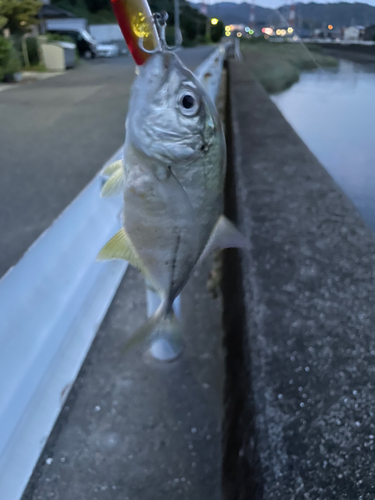 メッキの釣果