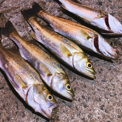 シーバスの釣果