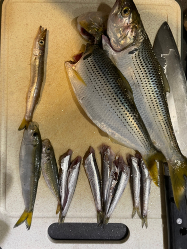 カタクチイワシの釣果