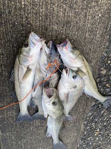 シーバスの釣果