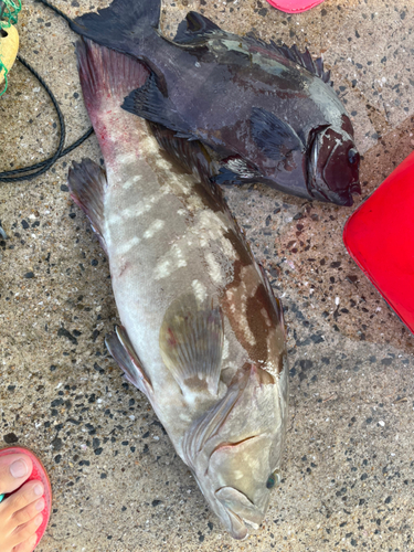 イシダイの釣果