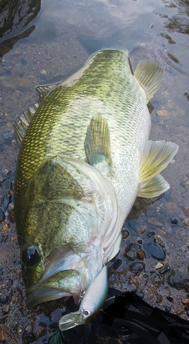 ブラックバスの釣果