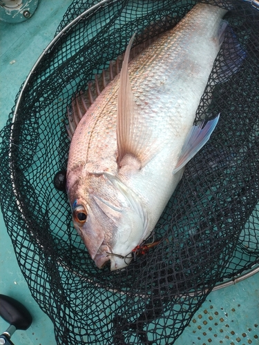 マダイの釣果