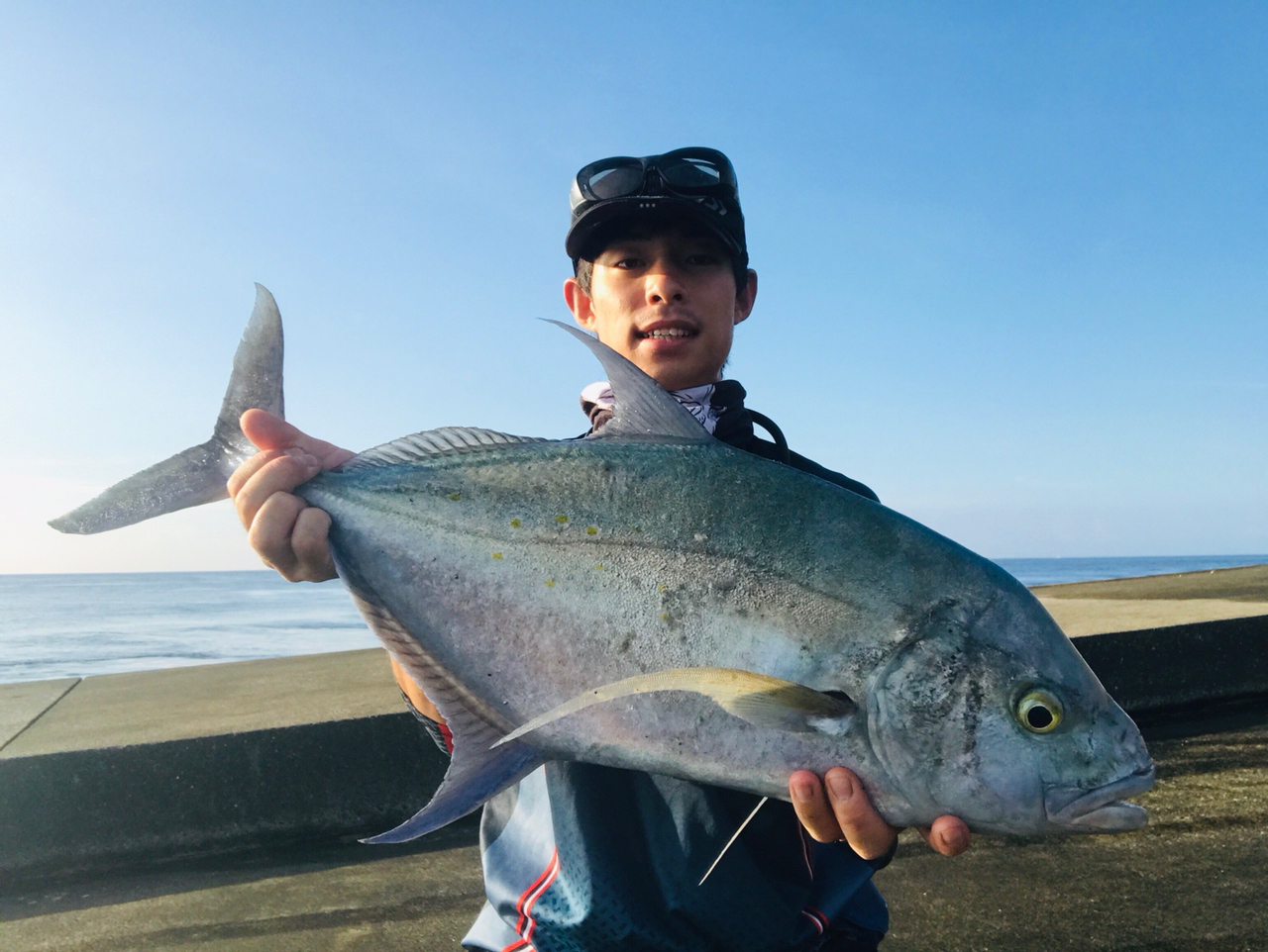 ナンヨウカイワリ