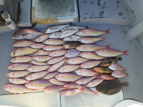 イトヨリダイの釣果