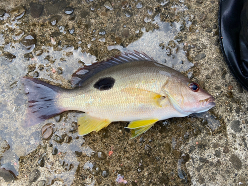 クロホシフエダイの釣果