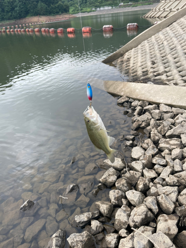 ラージマウスバスの釣果