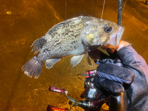 クロソイの釣果