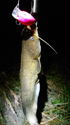 ニホンナマズの釣果