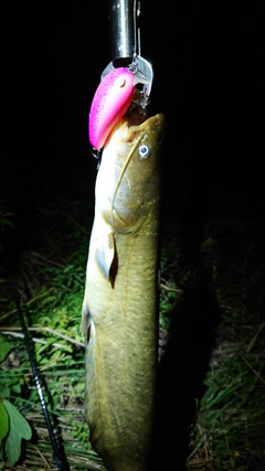 ニホンナマズの釣果