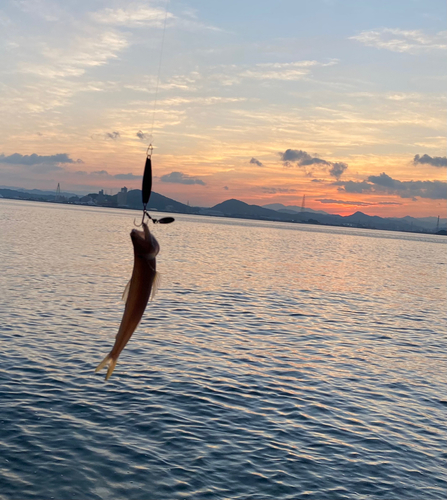 エソの釣果