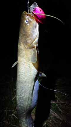 ニホンナマズの釣果