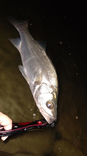 フッコ（ヒラスズキ）の釣果