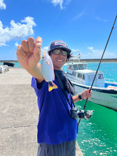 ヒメフエダイの釣果