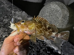 アラカブの釣果