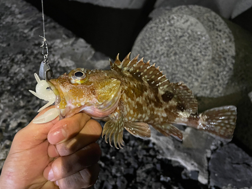 アラカブの釣果