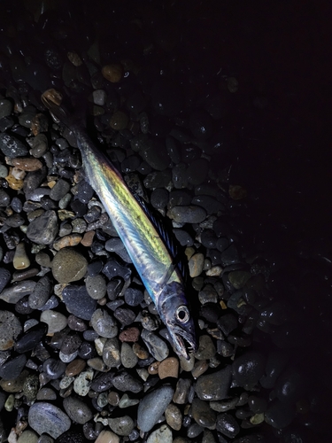 クロシビカマスの釣果