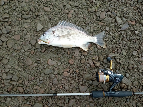 キチヌの釣果