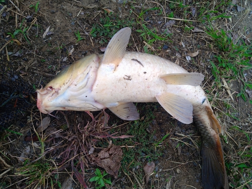 コイの釣果