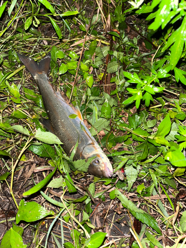 ウグイの釣果