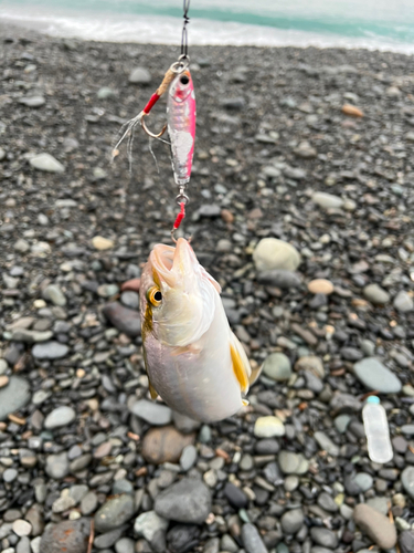 ショゴの釣果