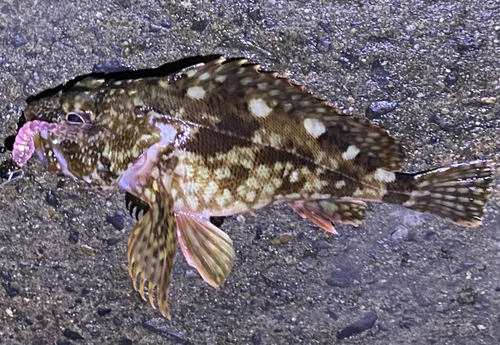 カサゴの釣果